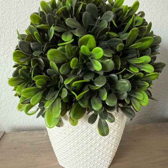 Plant / White Textured Pot - Picture 1 of 4